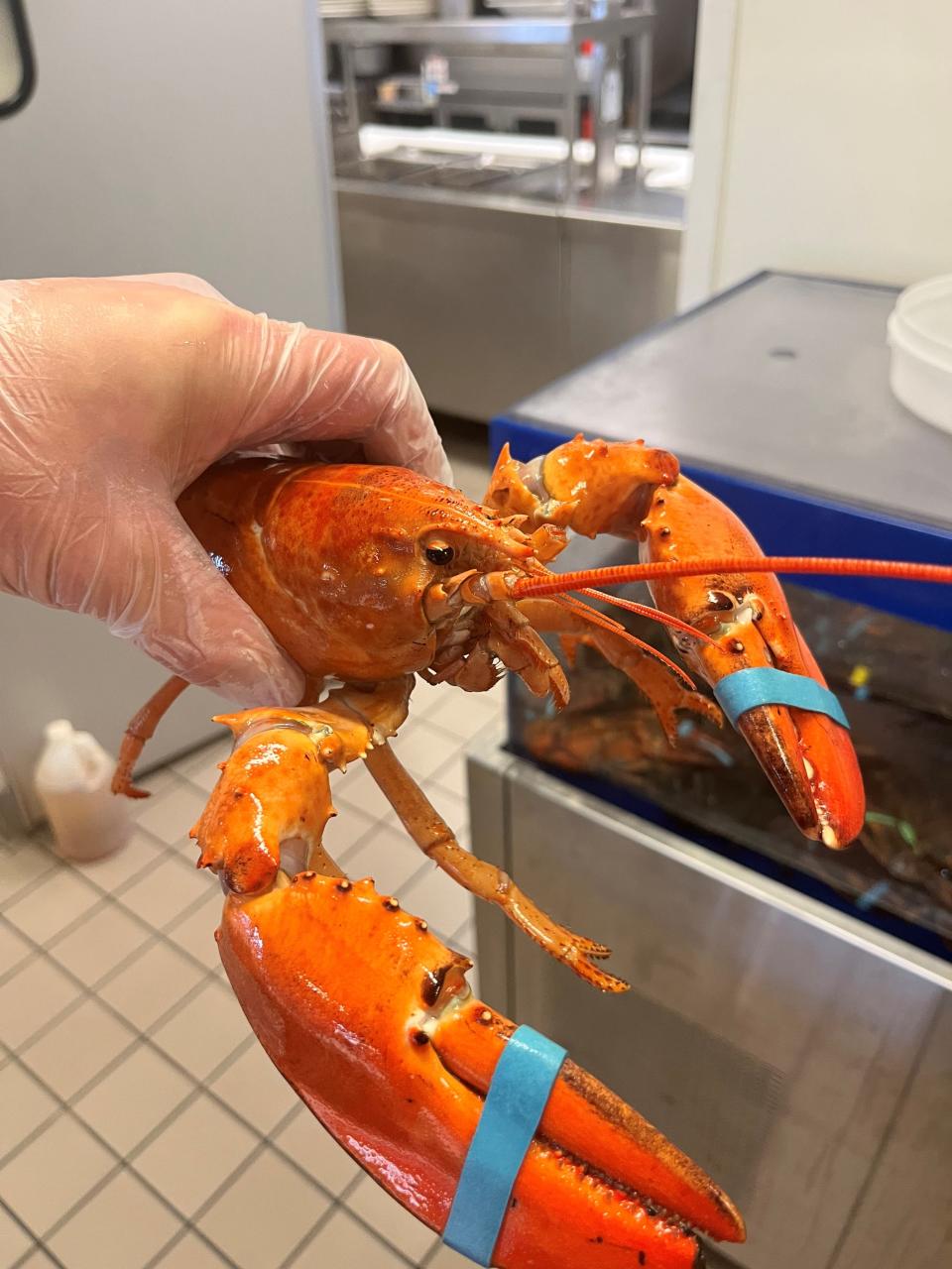A rare orange lobster discovered at a supermarket in Williamsville, New York