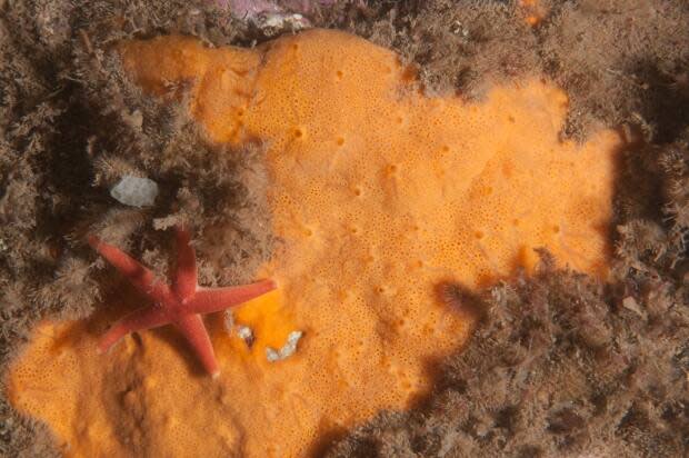 An underwater photograph of Crellomima mehqisinpekonuta, a newly identified sponge species in the Bay of Fundy. (Submitted by Claire Goodwin - image credit)