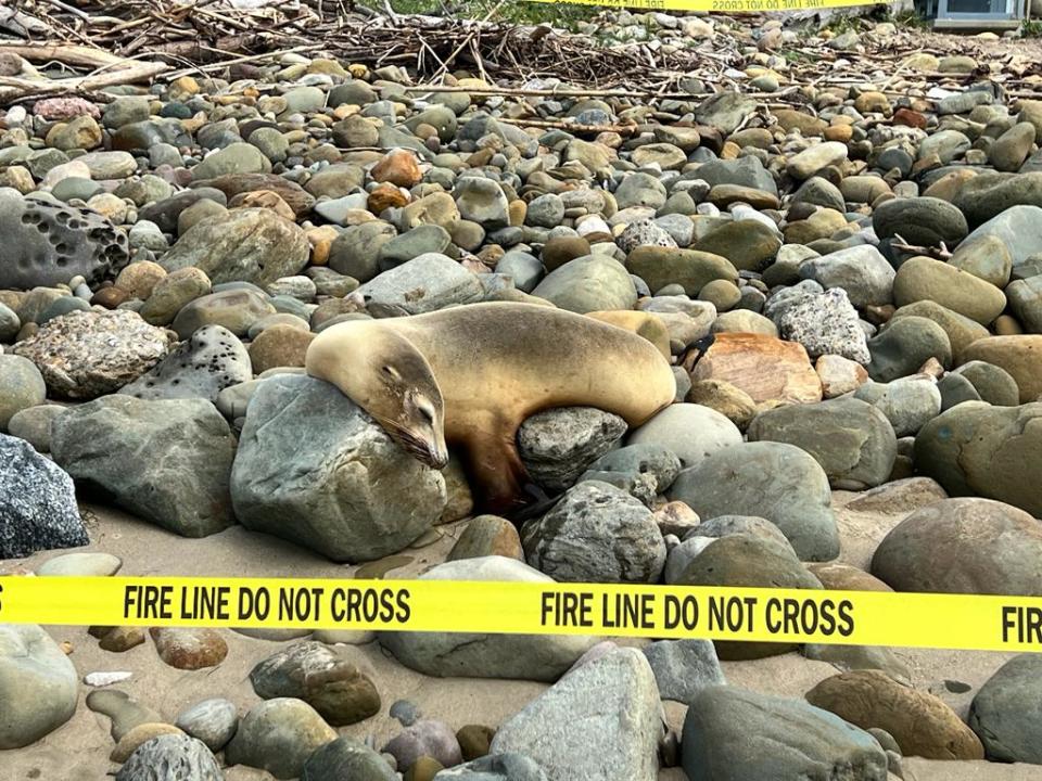 An ailing sea lion is cordoned off with police tape.