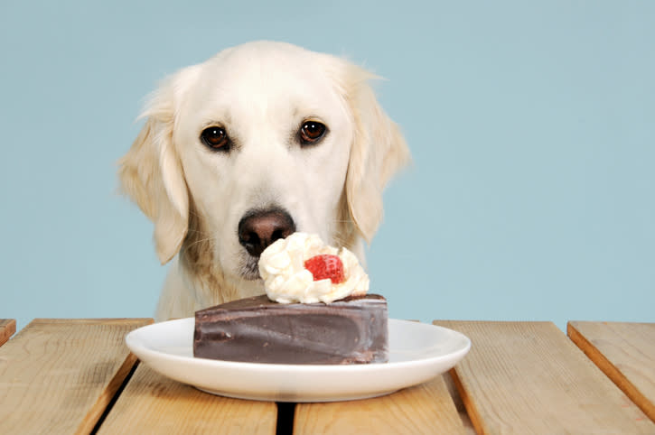 Tienes que tener cuidado con lo que tu mascota consume. – Foto: Fenne / Getty Images