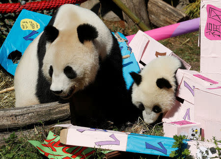 Giant Panda cub Fu Ban (R) and its mother Yang Yang approach parcels containing food on its first birthday at Schoenbrunn Zoo in Vienna, Austria August 7, 2017. REUTERS/Heinz-Peter Bader