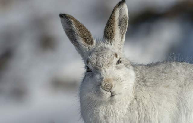 Mountain hare study