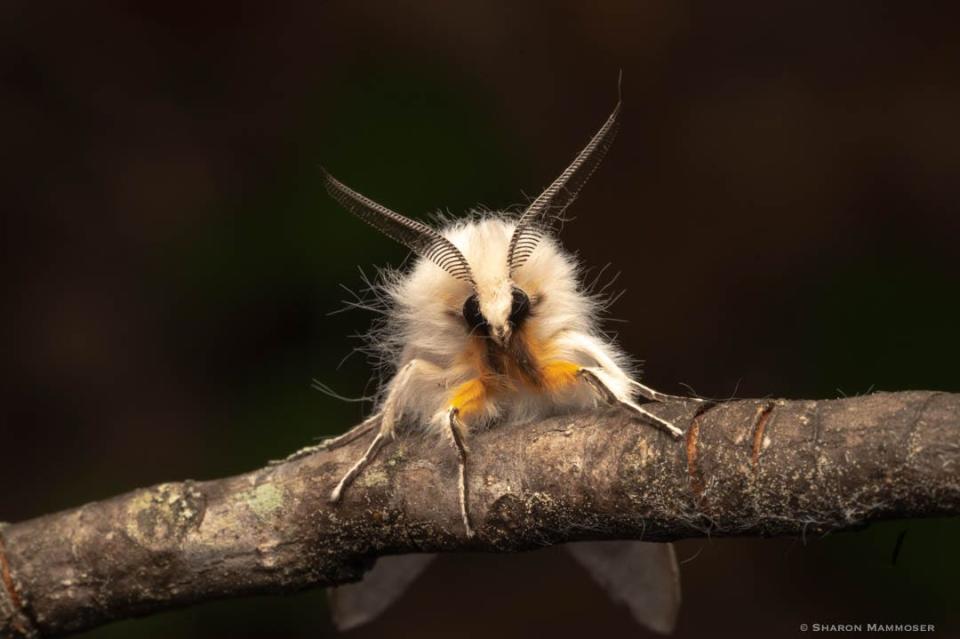 The Agreeable Tiger Moth.