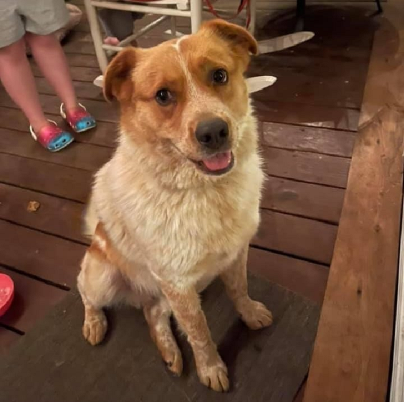 Butter saved a family in Southwest Virginia from fire by barking. — Picture via Facebook/ Charity Golloway