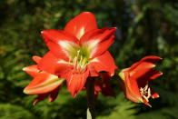 <p>Dank ihrer Blütenpracht ist die Amaryllis sehr beliebt. Was die meisten allerdings nicht wissen: Alle Teile der Blume sind giftig. Dennoch verkauft sie sich gut in den Blumenläden und sichert sich mit drei Prozent des Marktsegments den fünften Platz. </p>