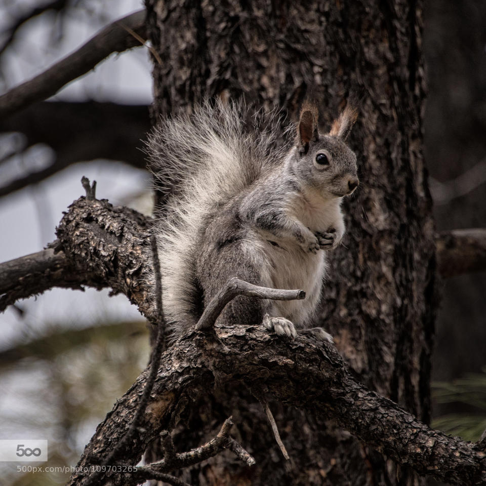 Arizona Grey Squirrel on Mingus Mountain - Near Prescott Valley, Arizona