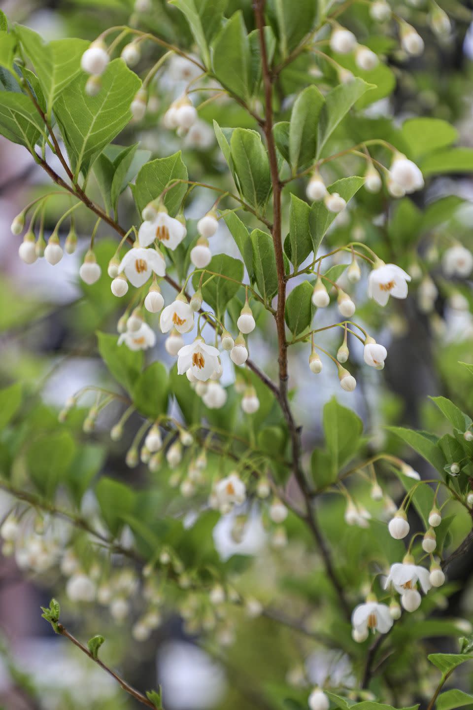 10) Japanese Snowbell