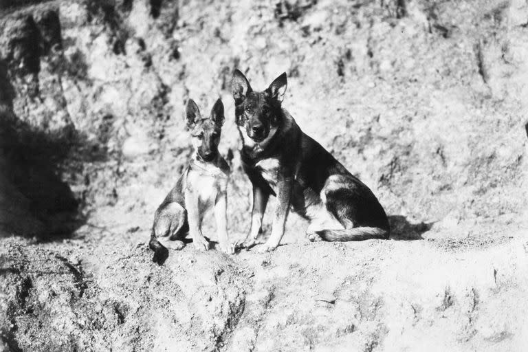 Rin-Tin-Tin junto a su hijo, Rin-Tin-Tin Jr., en el film While London Sleeps