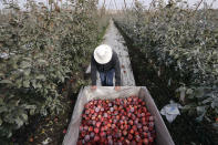 In this photo taken Tuesday, Oct. 15, 2019, Aaron Clark, vice president of Price Cold Storage, peers down at a bin of just-picked Cosmic Crisp apples, a new variety and the first-ever bred in Washington state, in an orchard in Wapato, Wash. The Cosmic Crisp, available beginning Dec. 1, is expected to be a game changer in the apple industry. Already, growers have planted 12 million Cosmic Crisp apple trees, a sign of confidence in the new variety. (AP Photo/Elaine Thompson)