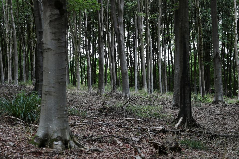 Trees stand inside West Woods on the edge of Wiltshire's Marlborough Downs (REUTERS)