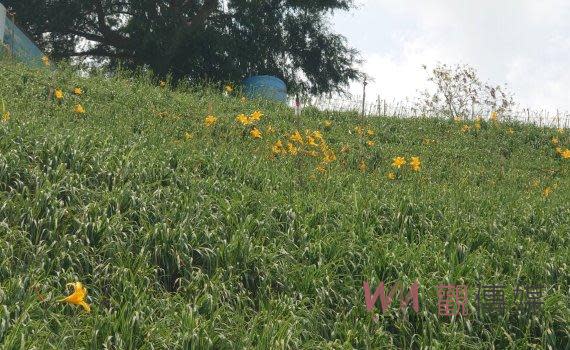 （觀傳媒彰化新聞）【記者陳雅芳／彰化報導】彰化縣花壇鄉虎山巖金針花盛況遲未現，遊客失望而返，自本月7日首朵金針花開放後，預約前來賞花的遊客不斷增加，但至今花開率仍不足1成，讓期待一片金黃花海的遊客感到扼腕。今天，一批從北部搭遊覽車而來的遊客在看到滿園「綠油油」景象後，直呼「那ㄟ安捏」，只好改變原計畫，轉而品嚐當地美食來。