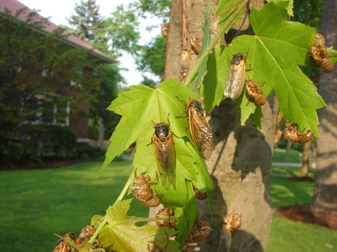 Cicada's making their journey.