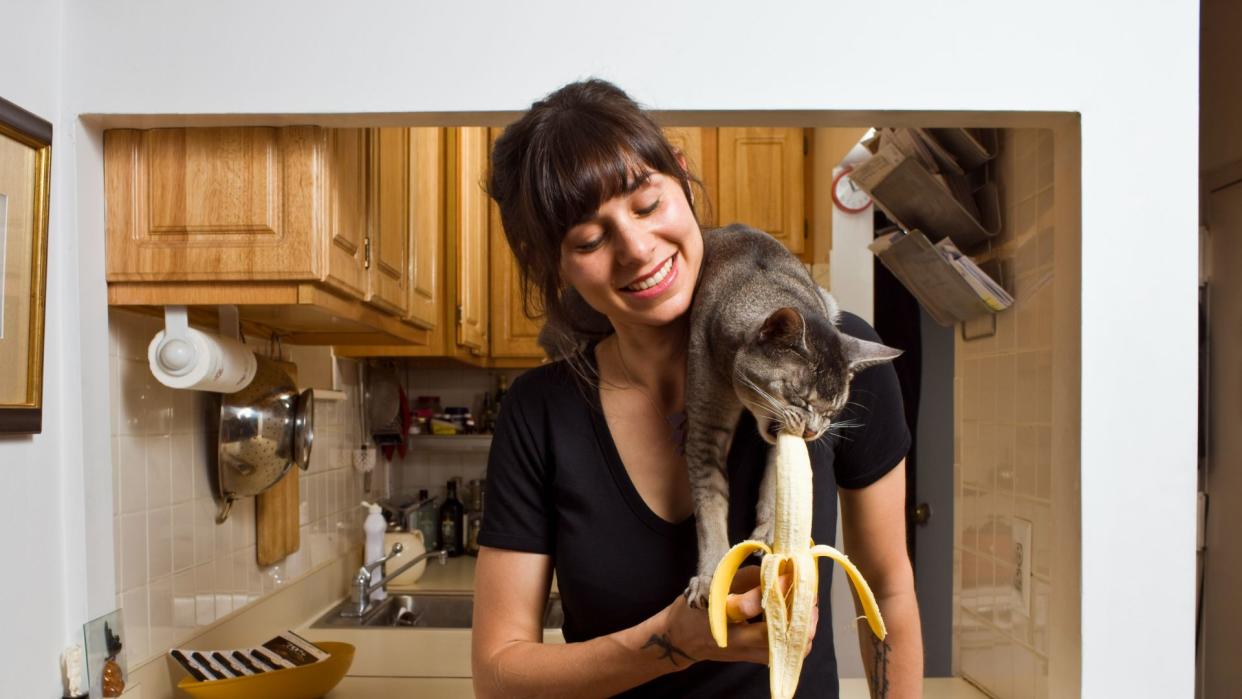 cat eating bananas from human