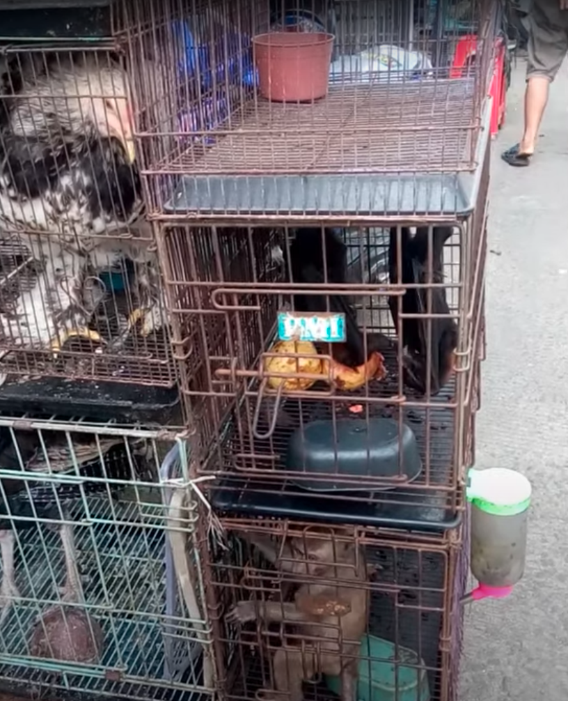 Pictured are a stack of cages at a wet market in Asia, one containing a fowl and the other a monkey. 