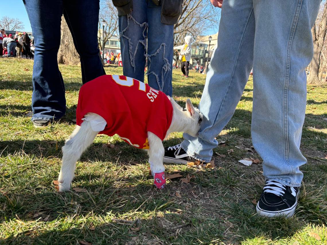 Patrick the goat, just 7 days old, got to see his namesake at the Chiefs parade. Eleanor Nash/enash@kcstar.com