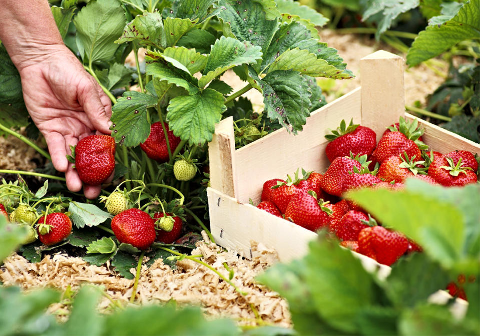 Quelles variétés de fraisier choisir et quand les récolter ?