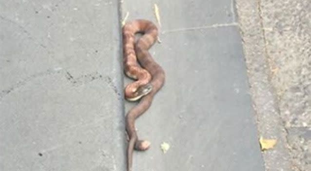 The tiger snake was injured and scared according to the snake catcher. Source: City of Melbourne