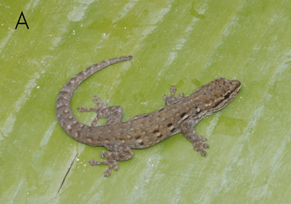 Lygodactylus kibera, o lagartija enana del bosque.