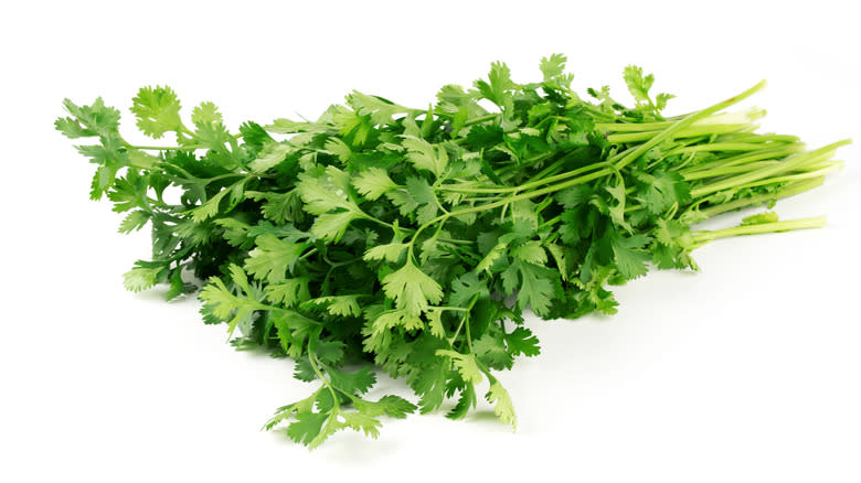 fresh cilantro for garnish