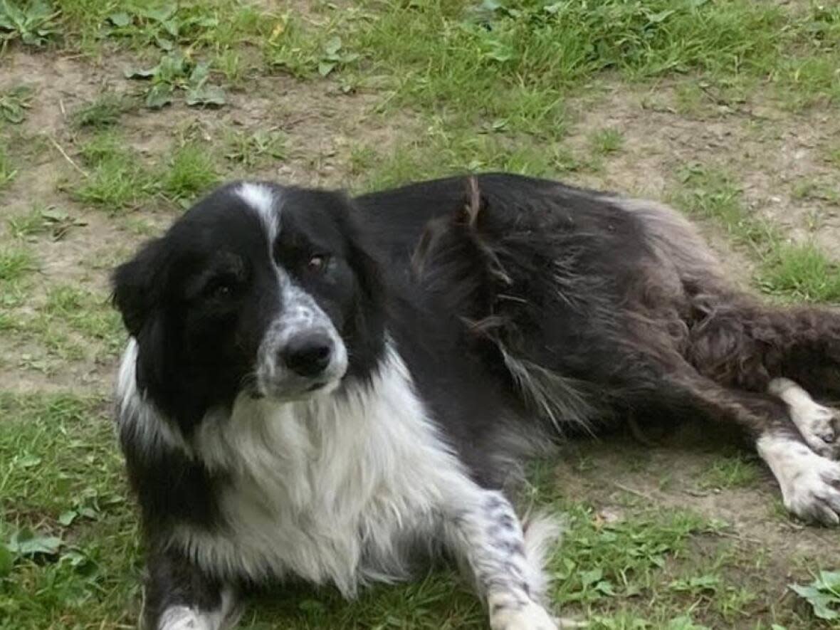 RCMP say Hank, left, and Sugar both appear to have been killed by the poison strychnine. (Submitted by Dena Wyna - image credit)