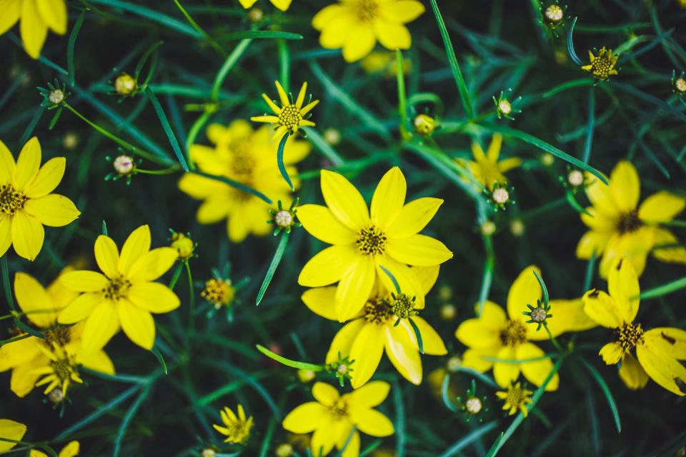 close up to a tickseed coreopsis plant growing in a formal flower garden