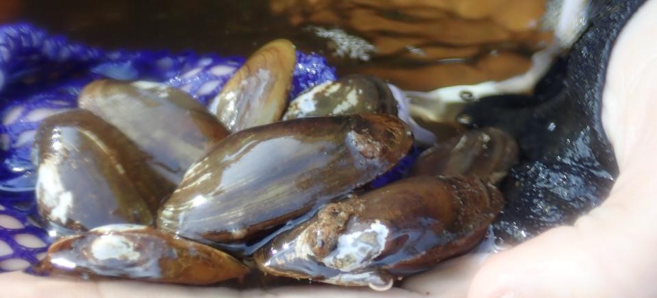 The U.S. Fish and Wildlife Service proposed to list the salamander mussel as an endangered species The mussel is found in various rivers and creeks throughout Indiana and the Midwest.