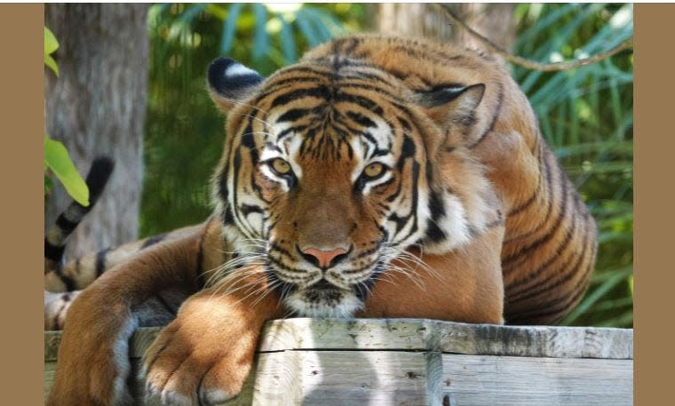 Eko, an 8-year-old male Malayan tiger, died aftrr a Collier County Sheriff's deputy shot him in an attempt to free man from the tiger's jaws on Wednesday, Dec. 28, 2021 at the Naples Zoo at Caribbean Gardens.