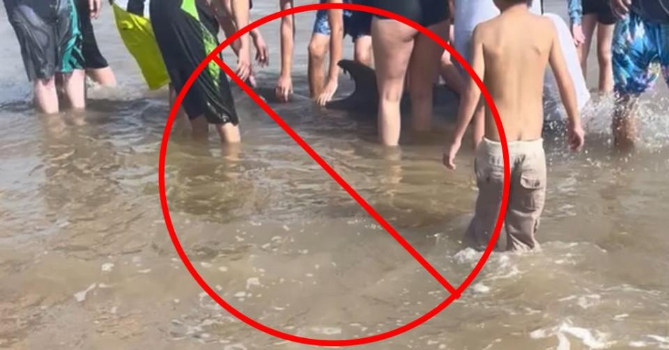 A stranded dolphin at a southern Texas beach is seen being touched and harassed by beachgoers. It is illegal to feed or harass wild marine mammals including dolphins, porpoises, whales, seals, sea lions, and manatees. (Texas Marine Mammal Stranding Network/Facebook)