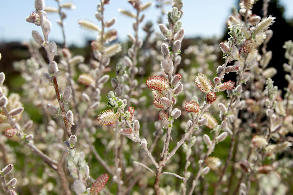 12 Low-Maintenance Flowering Shrubs to Plant in the Fall for Gorgeous Spring Blooms