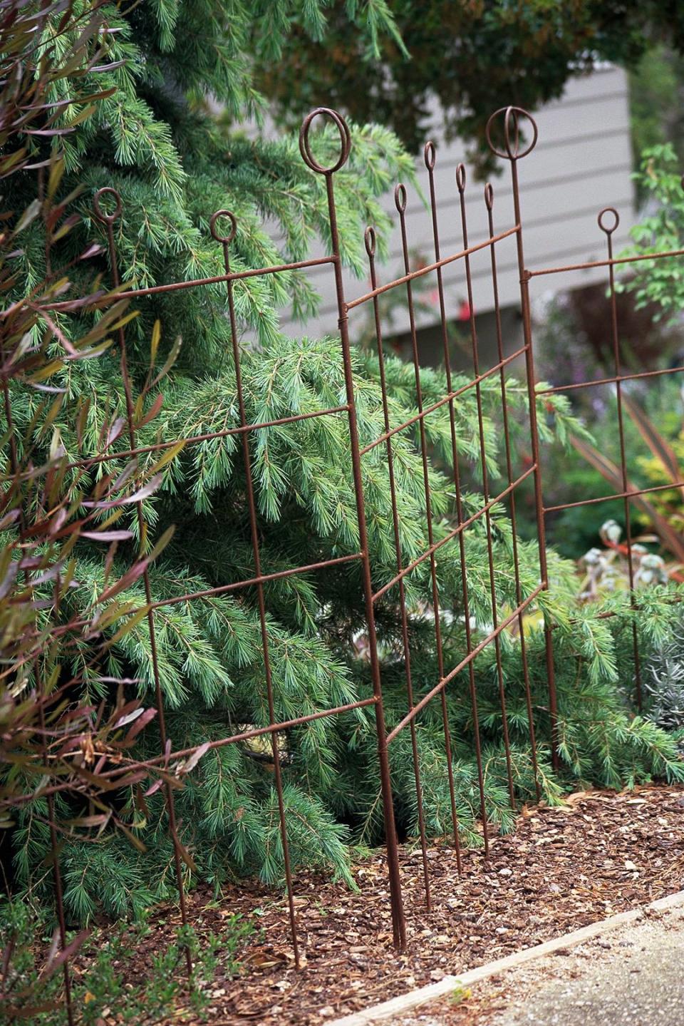 They're friendlier than a stockade fence, cheaper than a wall, and prettier than lattice. What are they? Evergreens. You'll find they offer plenty of privacy—and a whole lot more. Here are 10 great conifer candidates for evergreen landscaping.