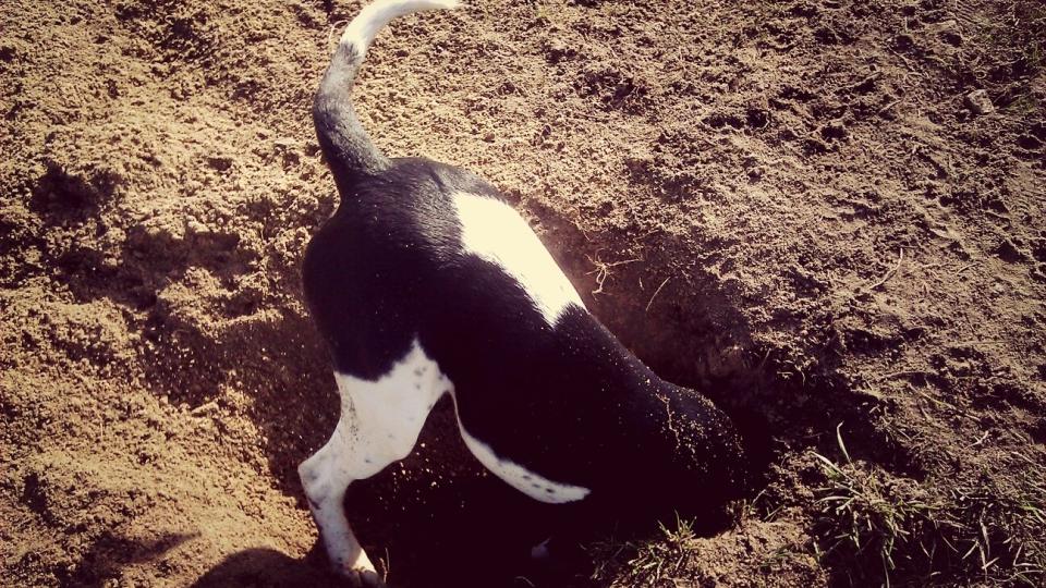 Dog digging