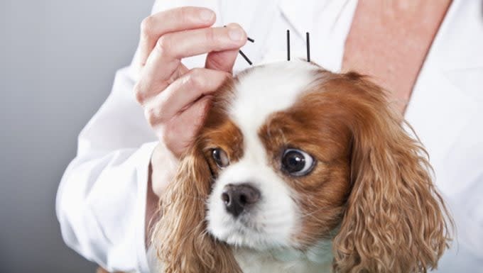 Natural Treatments for Managing Arthritis in Dogs: Symptoms, Causes, & Treatments