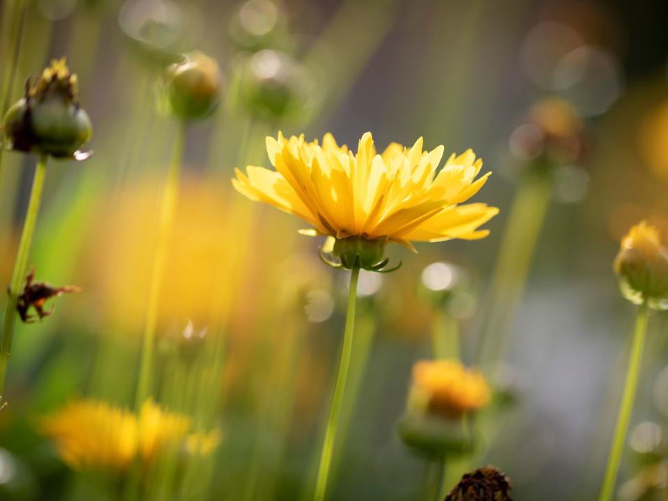 yellow Early Sunrise coreopsis