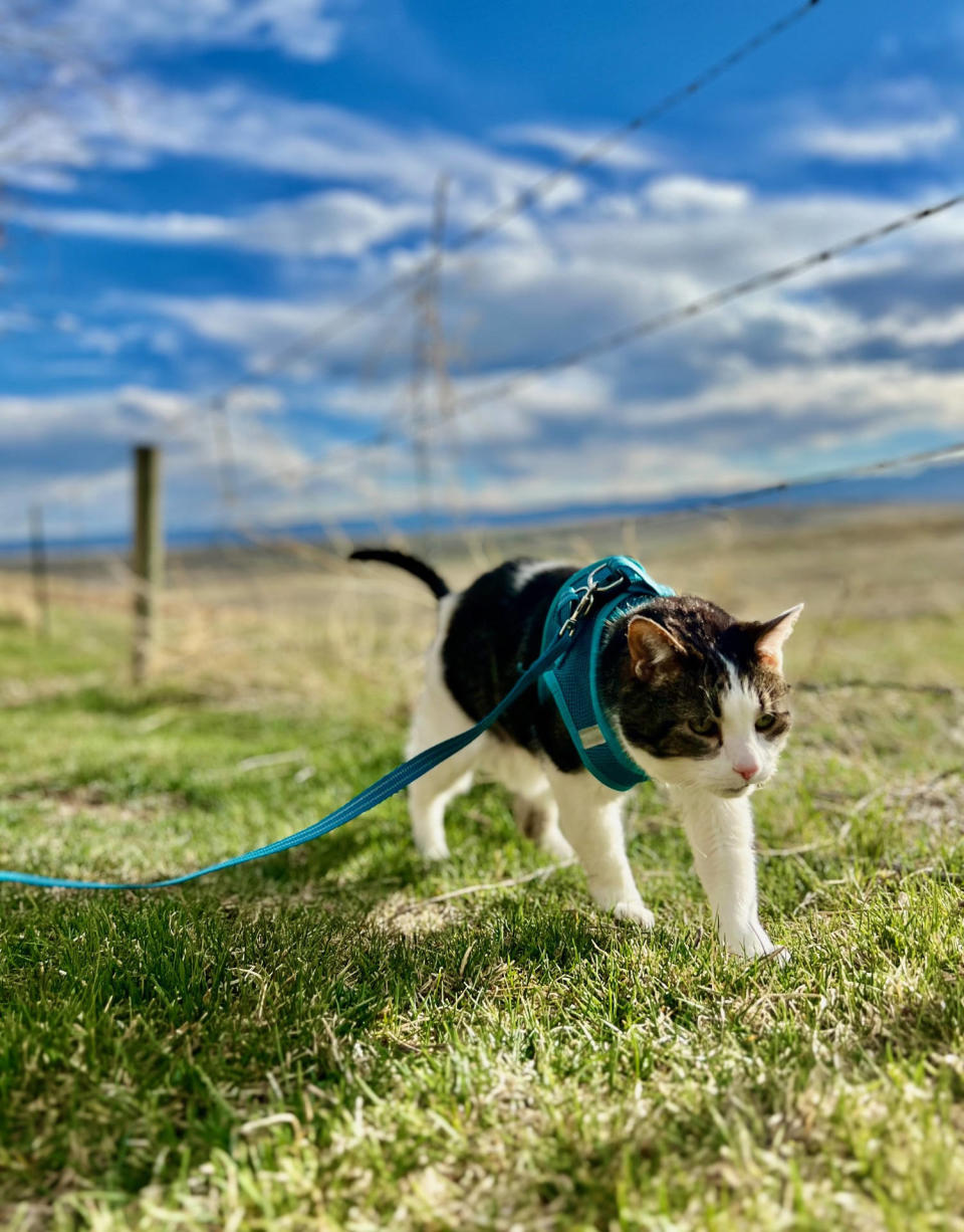 Marvin enjoys the little things in life, like walks outside with his favorite person.  (Sarah Benson)