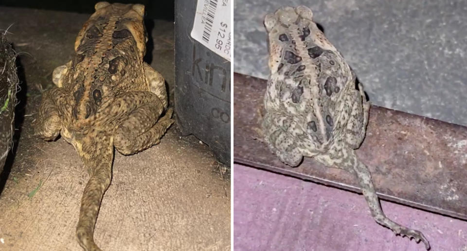 Two photos of a toad with an extra tail-like leg, found in Ipswich, Queensland.