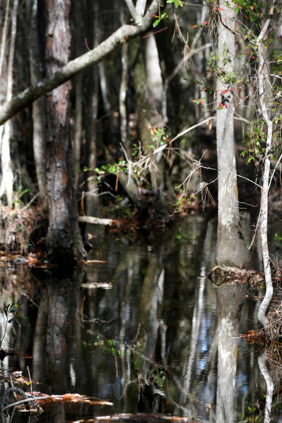 An east-west connector road will pass through two wetlands areas as it makes its way from State Road 85 west through the undeveloped central part of Crestview. The road is part of the larger Southwest Crestview bypass project. To offset the loss of about 6 acres of the wetlands, the Okaloosa County Commission recently agreed to pay more than $700,000 for the purchase of “mitigation credits.”