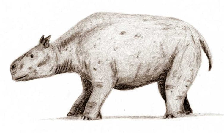 <span class="caption">Notoungulata were hoofed, sometimes heavy-bodied grazing mammals that inhabited South America from 57 million years to 11,000 years ago.</span> <span class="attribution"><a class="link " href="https://en.wikipedia.org/wiki/Notoungulata#/media/File:Toxodon.jpg" rel="nofollow noopener" target="_blank" data-ylk="slk:ArthurWeasley/Wikipedia;elm:context_link;itc:0;sec:content-canvas">ArthurWeasley/Wikipedia</a>, <a class="link " href="http://creativecommons.org/licenses/by/4.0/" rel="nofollow noopener" target="_blank" data-ylk="slk:CC BY;elm:context_link;itc:0;sec:content-canvas">CC BY</a></span>