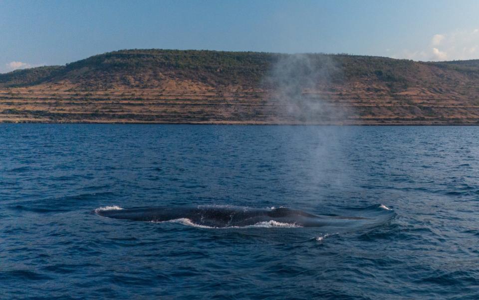 Whales in East Timor