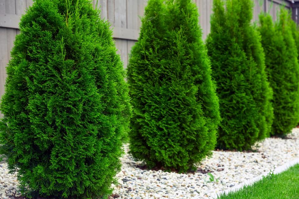 Row of arborvitae in a row in a backyard