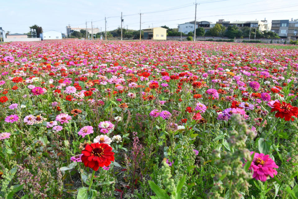 花壇「焢吧焢焢，花壇趴兔焢」活動，一片花海。圖／記者鄧富珍攝