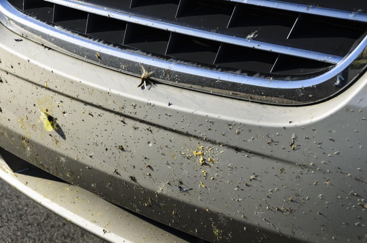 Many dead bugs on the front end of a mini van during a road trip.