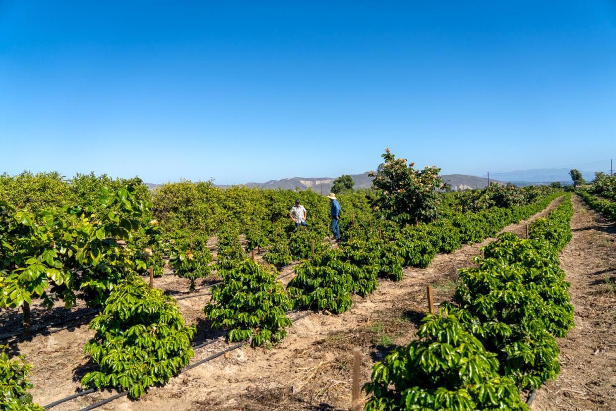 Will Southern California be the ‘Napa Valley of coffee’?