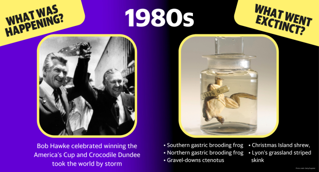 In the 1980s, Bob Hawke celebrated winning the America&#x002019;s Cup and Crocodile Dundee took the world by storm.  Extinctions: Southern gastric brooding frog, northern gastric brooding frog, Gravel-downs ctenotus, Christmas Island shrew, Lyon&#x002019;s grassland striped skink. 