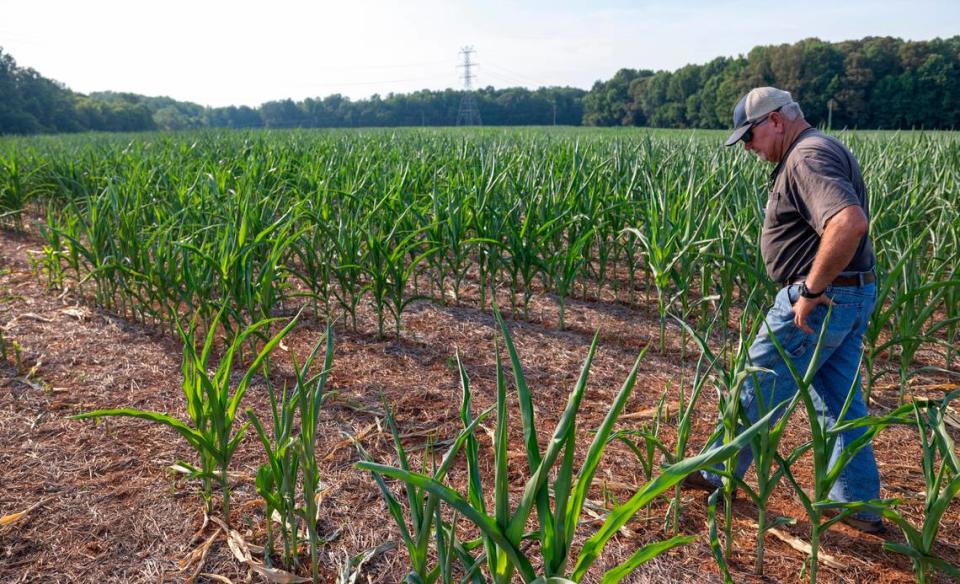 On an afternoon when the Triangle region was broiling under record breaking temperatures, Orange County farmer David McKee walks among fields of corn stunted from the lack of rain over the last month on Wednesday, June 26, 2024 in Rougemont, N.C.