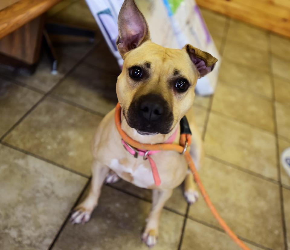 Diamond perks her ears up as she sits during some play time at the St. Clair County Animal Control in Port Huron on Tuesday, July 5, 2022.About six weeks ago, St. Clair County Animal Control stopped allowing owners to surrender their pets to the shelter because of the lack of space.