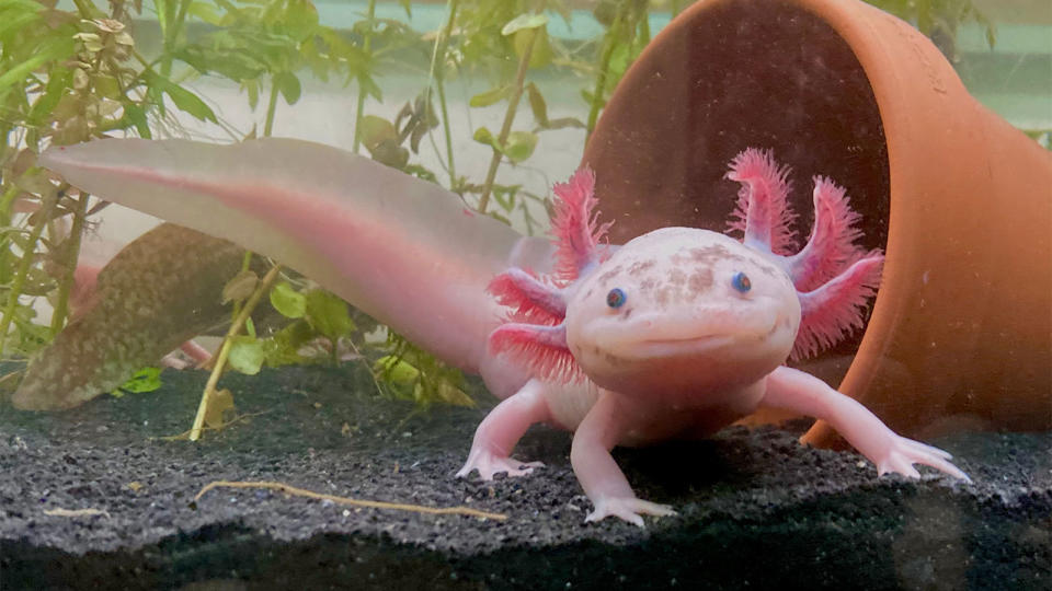 Axolotl