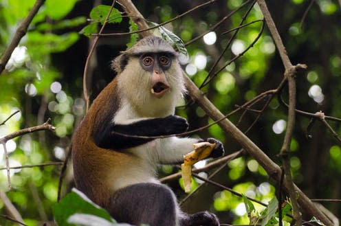 <span class="caption">Mona monkeys are among the many species often hunted for food.</span> <span class="attribution"><span class="source">Neja Hrovat / shutterstock</span></span>