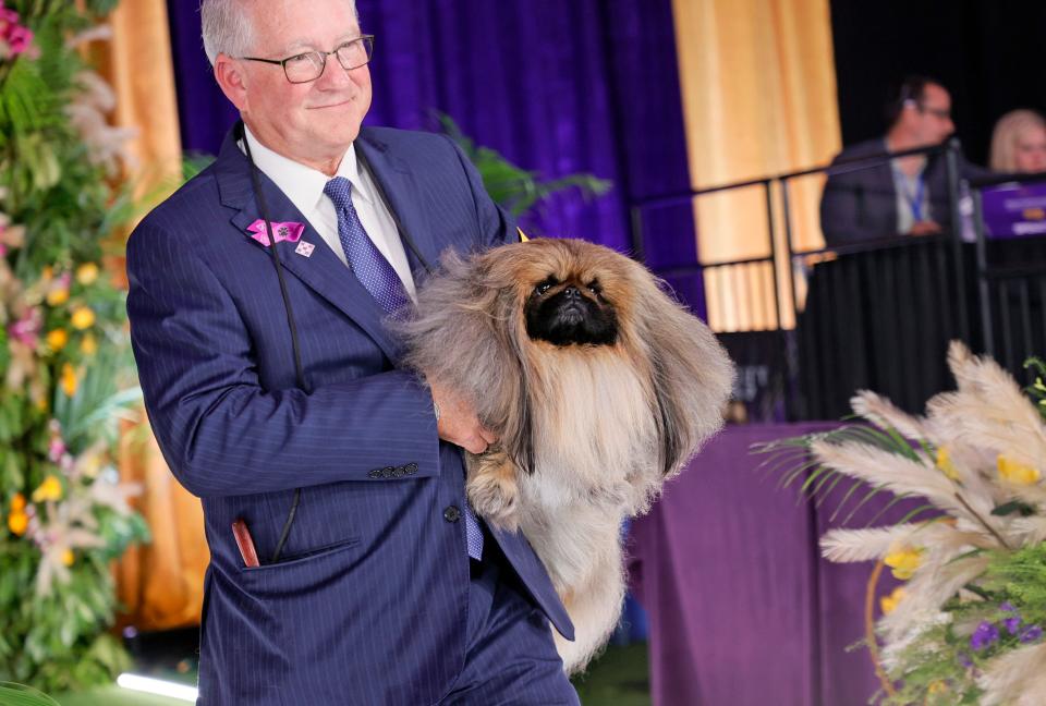 Wasabi the Pekingese wins Best in Show at the 145th Annual Westminster Kennel Club Dog Show.