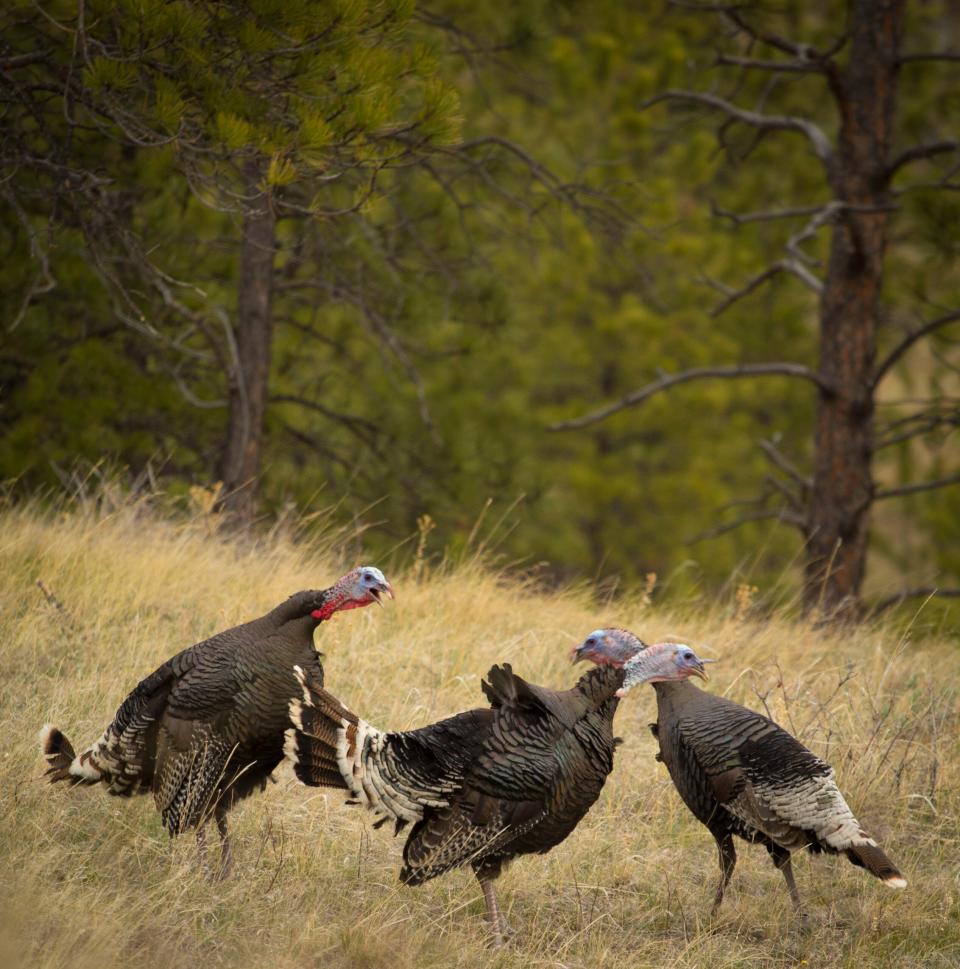 jake merriam's turkeys