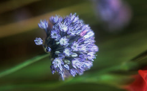 Allium caesium  - Credit:  © RHS